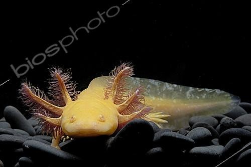 Biosphoto | 2303602 | Axolotl (Ambystoma mexicanum) sur fond noir | &copy; Clément Carbillet / Biosphoto