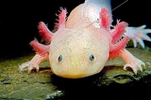 Biosphoto | 2442928 | Axolotl ( water monster ) or Mexican salamander (Ambystoma mexicanum) white or leucistic form, neotenic salamander | &copy; John Cancalosi / Biosphoto