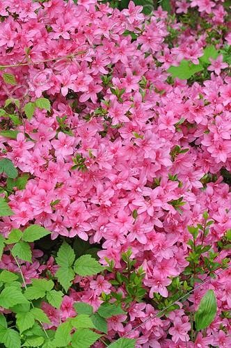 Biosphoto | 1958403 | Azalea in bloom in a garden | &copy; Catherine Fruhinsholz / Biosphoto