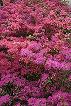 Biosphoto | 550178 | Azaleas in bloom at Floral Park of Keukenhof Netherlands | &copy; Jean-Jacques Alcalay / Biosphoto