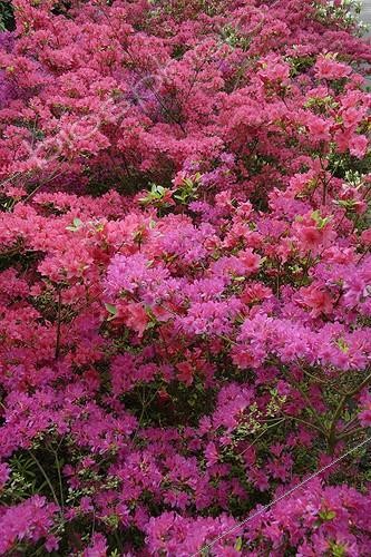 Biosphoto | 550178 | Azaleas in bloom at Floral Park of Keukenhof Netherlands | &copy; Jean-Jacques Alcalay / Biosphoto