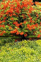 Biosphoto | 1233429 | Azalée molle sur un tapis de Pensée Villa Taranto Italie | &copy; Claude Thouvenin / Biosphoto