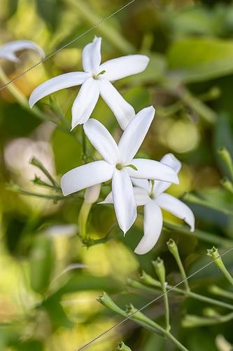 Biosphoto | 2564955 | Azorean jasmine (Jasminum azoricum) | &copy; Marie Aymerez / Biosphoto