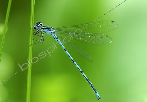 Biosphoto | 1198651 | Azure damselfly, Coenagrion puella | &copy; Guenter Fischer / imageBROKER / Biosphoto