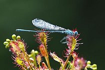 Biosphoto | 1448987 | Azure Damselfly (Coenagrion puella) covered in dew drops, caught in the sticky leaves of a Long Leaved Sundew (Drosera intermedia) | &copy; Justus de Cuveland / imageBROKER / Biosphoto