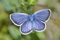 Biosphoto | 2089455 | Azuré de l'ajonc (Plebejus argus) mâle, Parc naturel régional des Vosges du Nord, France | &copy; Michel Rauch / Biosphoto