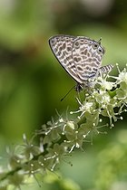 Biosphoto | 1249155 | Azuré de la luzerne butinant une inflorescence en grappe | &copy; Pascal Pittorino / Biosphoto
