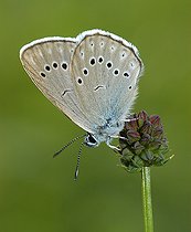 Biosphoto | 2394318 | Azuré de la sanguisorbe (Maculinea telejus) en train de pondre, Parc naturel régional des Vosges du Nord, France | &copy; Michel Rauch / Biosphoto