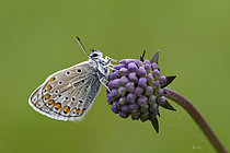 Biosphoto | 2609704 | Azuré (Lycaenidae sp) au repos sur une fleur le matin, Prairies du Fouzon, Loir-et-Cher, France | &copy; Bruno Guénard / Biosphoto