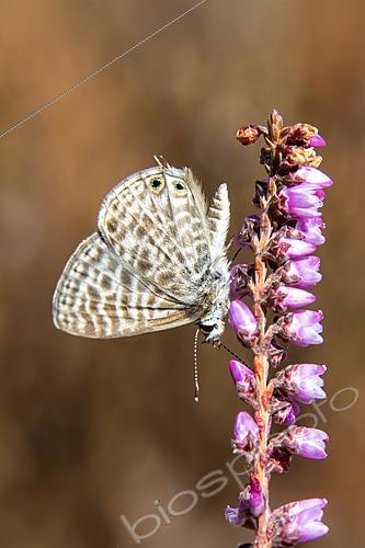 Biosphoto | 2622141 | Azuré porte-queue (Lampides boeticus) sur une bruyère arbustive en été, Massif des Maures, environs de Hyères, Var, France | &copy; André Simon / Biosphoto