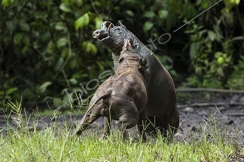 Biosphoto | 1850686 | Babirusas fighting at salt-lick of Nantu Forest Sulawesi | &copy; Michel Gunther / Biosphoto