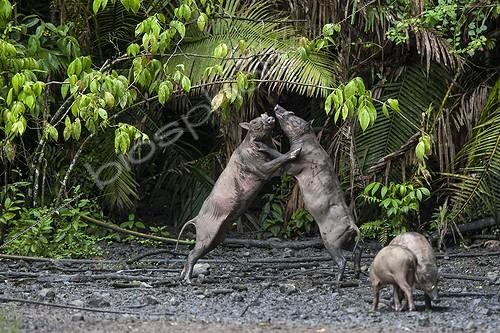 Biosphoto | 1850707 | Babirusas fighting at salt-lick of Nantu Forest Sulawesi | &copy; Michel Gunther / Biosphoto