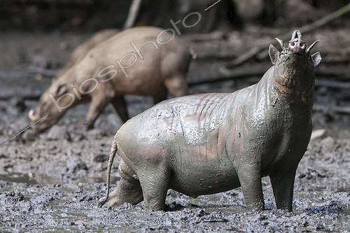 Biosphoto | 1850630 | Babirusas gathering at salt-lick of Nantu Forest Sulawesi | &copy; Michel Gunther / Biosphoto