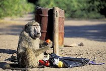 Biosphoto | 1455008 | Baboon is checking a garbage bag and eat a tomato Botswana | &copy; Tom Mueller / imageBROKER / Biosphoto