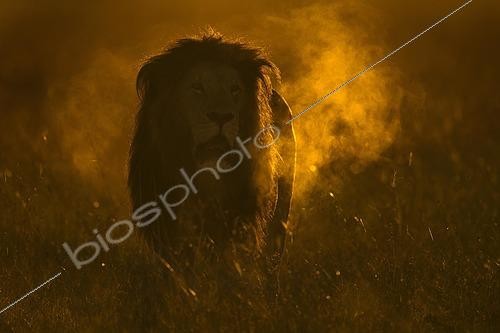 Biosphoto | 2552554 | Backlit African male lion roaring at dawn in Masai Mara, Kenyta | &copy; Aditya Singh / imageBROKER / Biosphoto