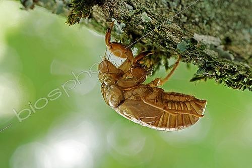 Biosphoto | 2565766 | Backlit cicada exuvia, Lot et Garonne, France. | &copy; Christophe Florin / Biosphoto