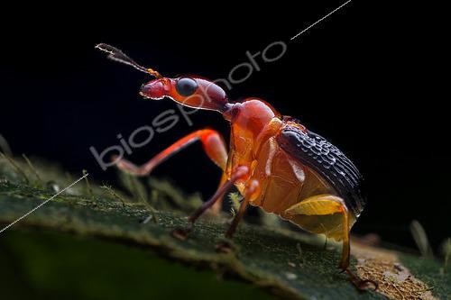 Biosphoto | 2435955 | Backlit Leaf-rolling weevil on host plant (Malaysia) | &copy; Melvyn Yeo / Biosphoto