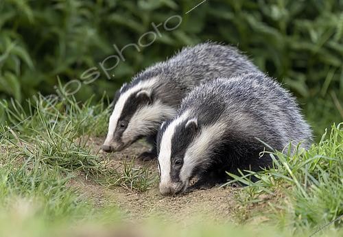 Biosphoto | 2602237 | Badger (Meles meles) cubs in a meadow, England | &copy; Frédéric Desmette / Biosphoto