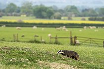 Biosphoto | 2601923 | Badger (Meles meles) sow feeding at sunset, England | &copy; Frédéric Desmette / Biosphoto