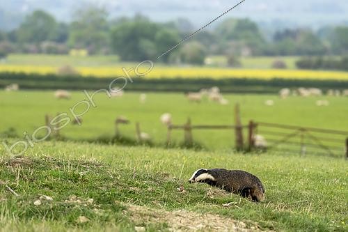 Biosphoto | 2601923 | Badger (Meles meles) sow feeding at sunset, England | &copy; Frédéric Desmette / Biosphoto