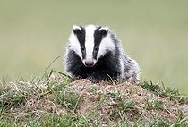 Biosphoto | 2601871 | Badger (Meles meles) walking in a meadow at sunset, England | &copy; Frédéric Desmette / Biosphoto