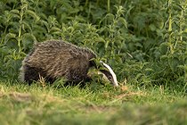 Biosphoto | 2601883 | Badger (Meles meles) walking in a meadow at sunset, England | &copy; Frédéric Desmette / Biosphoto