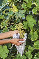 Biosphoto | 2452420 | Bagging of 'Chasselas' grapes, at the end of summer. | &copy; Jean-Michel Groult / Biosphoto