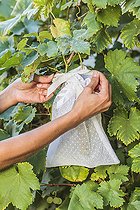 Biosphoto | 2452421 | Bagging of 'Chasselas' grapes, at the end of summer. | &copy; Jean-Michel Groult / Biosphoto