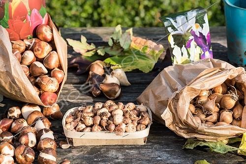 Biosphoto | 2057583 | Bags of various bulbs for planting in autumn | &copy; Yann Avril / Biosphoto