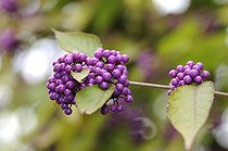 Biosphoto | 1252567 | Baies violettes d'Arbuste aux bonbons France | &copy; Thierry Van Baelinghem / Biosphoto