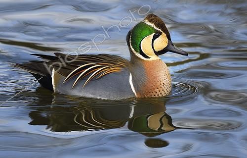 Biosphoto | 2325594 | Baikal Teal (Anas formosa) male on water, Pays de Loire, France | &copy; Michel Rauch / Biosphoto