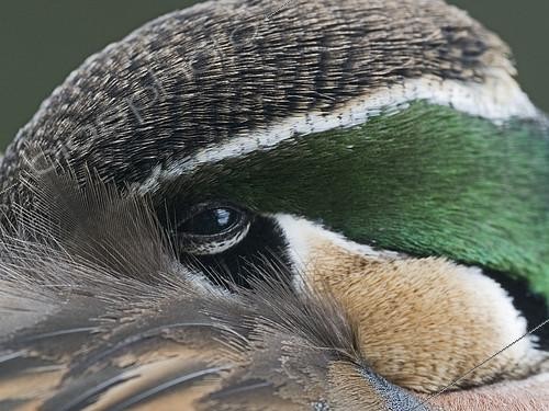 Biosphoto | 2391792 | Baikal Teal (Sibirionetta formosa) portrait of head of male sleeping, captive | &copy; David Tipling / Biosphoto