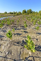 Biosphoto | 2095270 | Bakau Kuraps (palétuviers Rhizophora mucronata) are planted by the thousand in order to restore an old damaged mangrove. Mangrove restored b ythe Honko project, on the road to Ifaty near Belalanda (known as Ambondrolava), Southwestern coast of Madagascar, north of Toliara | &copy; Jean-Philippe Delobelle / Biosphoto