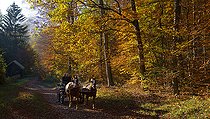 Biosphoto | 2459085 | Balade à cheval dans la forêt d'automne, Parc naturel régional des Vosges du Nord, France | &copy; Michel Rauch / Biosphoto