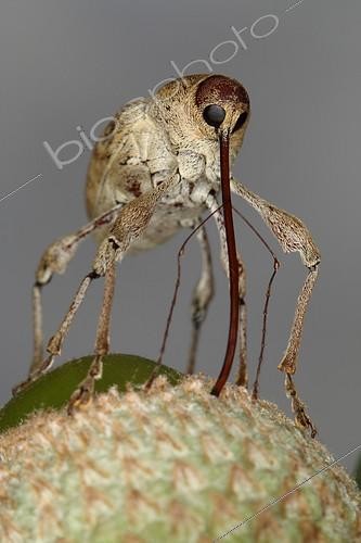 Biosphoto | 2087264 | Balanin des châtaignes (Curculio elephas) sur un gland, Sieuras, Ariège, France | &copy; Jacques Rosès / Biosphoto