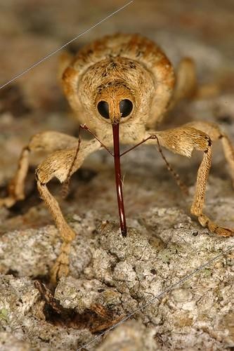 Biosphoto | 696122 | Balanin des noisettes marchant dans une garrigue Montolieu | &copy; Jacques Rosès / Biosphoto