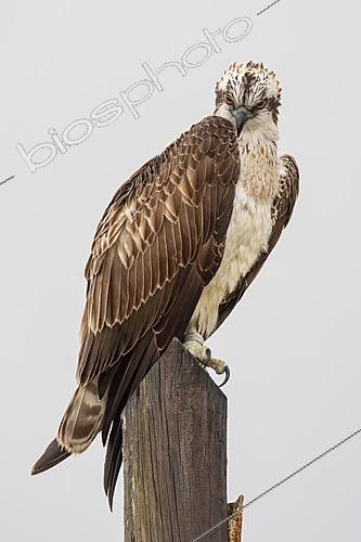 Biosphoto | 2627763 | Balbuzard pêcheur (Pandion haliaetus) sur un poteau en bois, Puerto Real, Cadix, Espagne. | &copy; Pablo Barrena / Biosphoto