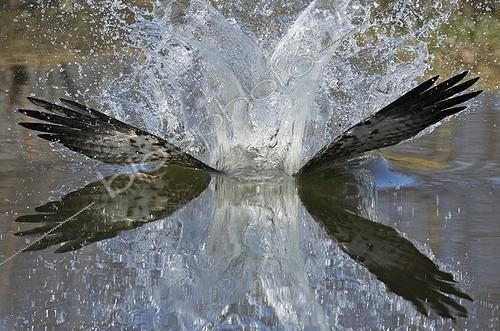 Biosphoto | 989655 | Balbuzard pêcheur plongeant pour capturer un poisson | &copy; Markus Varesvuo / Biosphoto
