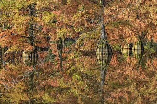 Biosphoto | 2419275 | Bald Cypress (Taxodium distichum) in autumn. Pond of Boulieu, Isère, France. The Bald Cypress, or Louisiana Cypress, is a species of trees of the family Taxodiaceae native to the southeastern United States. It is a remarkable species for its adaptation to wetlands. | &copy; Jean-Philippe Delobelle / Biosphoto