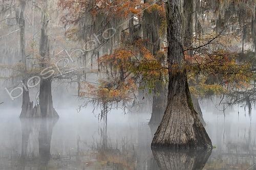 Biosphoto | 2447146 | Bald cypresses (Taxodium distichum) with Spanish moss (Tillandsia usneoides) in autumn ,Atchafalaya Basin, Louisiana, USA, North America | &copy; Sonja Jordan / imageBROKER / Biosphoto
