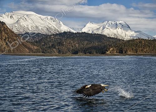 Biosphoto | 2404735 | Bald Eagle (Haliaeetus leucocephalus) with fish in claws, Alaska, USA | &copy; Alan Murphy / BIA / Biosphoto