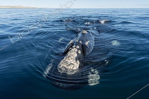Biosphoto | 2607151 | Baleine franche australe (Eubalaena australis) faisant surface dans les eaux peu profondes et protégées du Golfo Nuevo, péninsule de Valdez, site du patrimoine mondial de l'UNESCO, Argentine. | &copy; Franco Banfi / Biosphoto