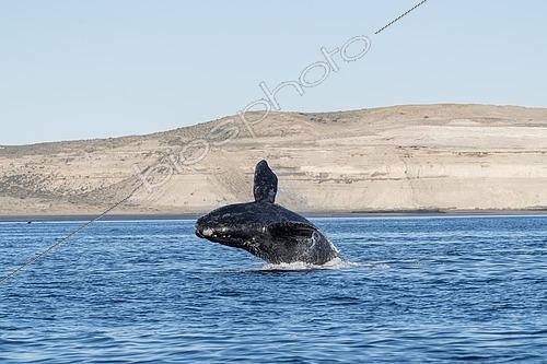 Biosphoto | 2607152 | Baleine franche australe (Eubalaena australis), baleineau sautant dans les eaux peu profondes et protégées du Golfo Nuevo, péninsule de Valdez, site du patrimoine mondial de l'UNESCO, Argentine. | &copy; Franco Banfi / Biosphoto