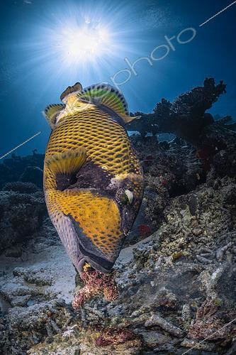 Biosphoto | 2601444 | Baliste olivâtre (Balistoides viridescens) fouillant des morceaux de corail mort pour trouver sa nourriture, Mayotte | &copy; Gabriel Barathieu / Biosphoto