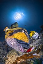 Biosphoto | 2587092 | Baliste olivâtre (Balistoides viridescens) et autres poissons coralliens au dessus du récif, Mayotte | &copy; Gabriel Barathieu / Biosphoto