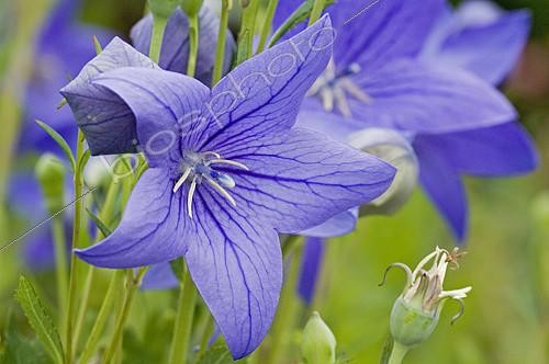 Biosphoto | 2141954 | Balloon flower (Platycodon grandiflorus) 'Mariesii', flowers | &copy; Frédéric Didillon / Biosphoto