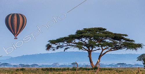 Biosphoto | 2511987 | Balloon with tourists flies over the savannah in the Serengeti National Park. Tanzania. | &copy; Andrey Gudkov / Biosphoto