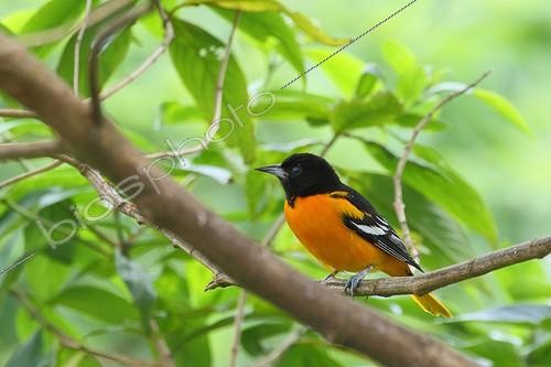 Biosphoto | 2047535 | Baltimore Oriole on a branch - Costa Rica | &copy; Jean Mayet / Biosphoto