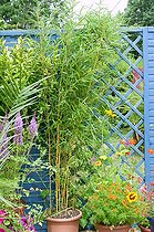 Biosphoto | 962405 | Bamboo 'Aureocaulis'  in pot on a flowered garden terrace | &copy; Frédéric Didillon / Biosphoto