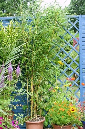 Biosphoto | 962405 | Bamboo 'Aureocaulis'  in pot on a flowered garden terrace | &copy; Frédéric Didillon / Biosphoto